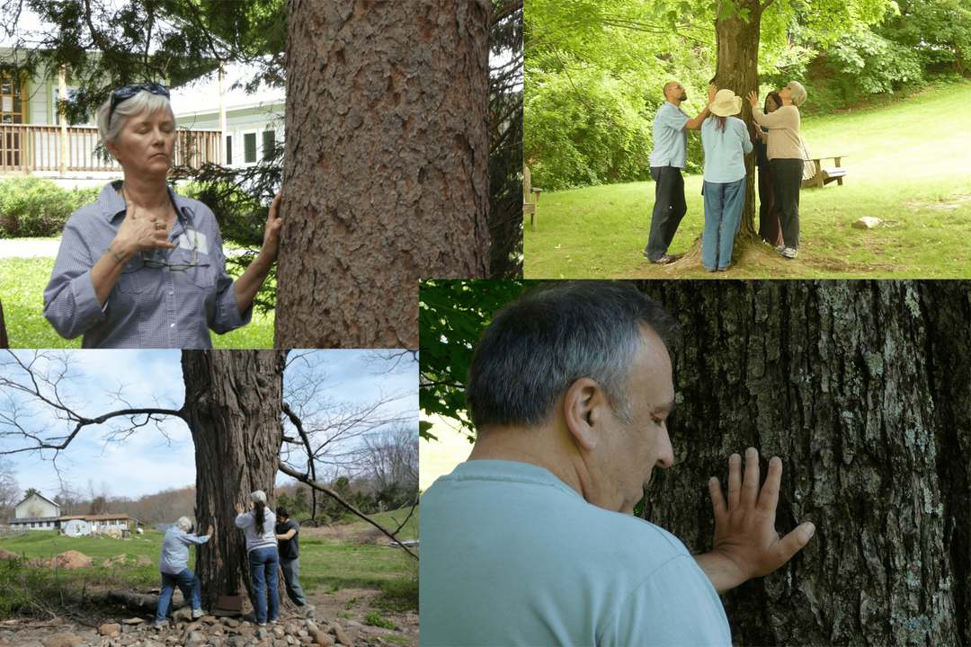 The Tree Whisperer® VIDEO Jim Underlines The Experience of Tree
